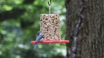 Duncraft All Birds Seed Cylinder Bird Feeder