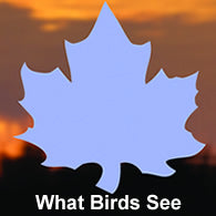 Stylized logo with sunset sky, silhouetted horizon, blue maple leaf shape, and white text What Birds See indicating a presentation or article title.