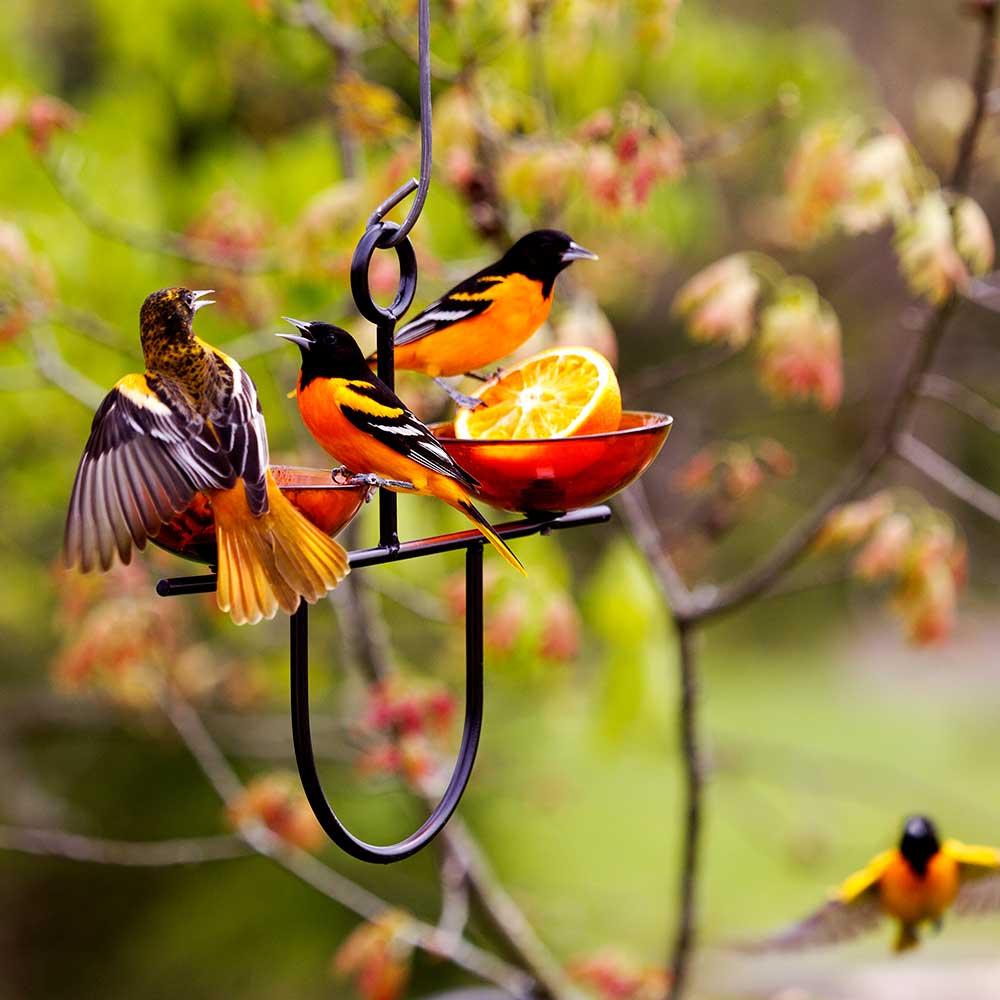 Mosaic Birds Side by Side Poppy Feeder, Orange, with a bird perched, featuring dual red glass dishes and a sturdy metal hanger for outdoor bird feeding.